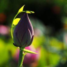lotus-1752450_1920